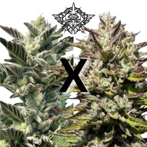 HIGHER HEIGHTS Double Mojito (FEMINIZED)