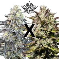 HIGHER HEIGHTS Jah Works (FEMINIZED)