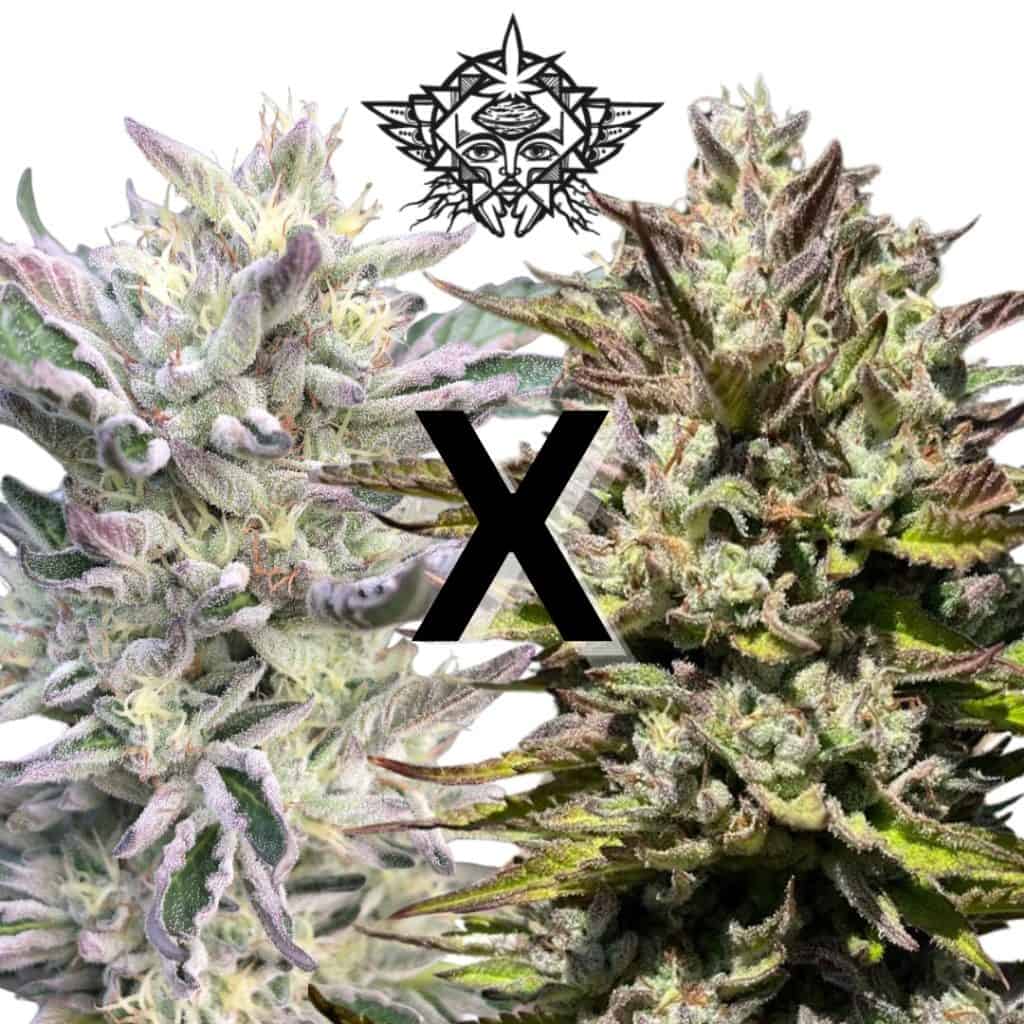 HIGHER HEIGHTS Mendo Mojito (FEMINIZED)