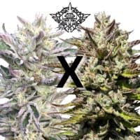 HIGHER HEIGHTS Mendo Mojito (FEMINIZED)