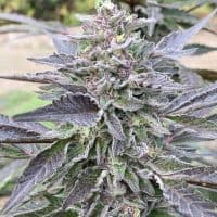 HAPPY DREAMS GellyZ S-1 (FEMINIZED)