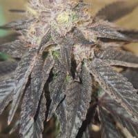 HAPPY DREAMS Cranberry GellyZ (FEMINIZED)