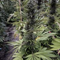 CANNA COUNTRY CC No. 26 x CC No. 30 *FEMINIZED*