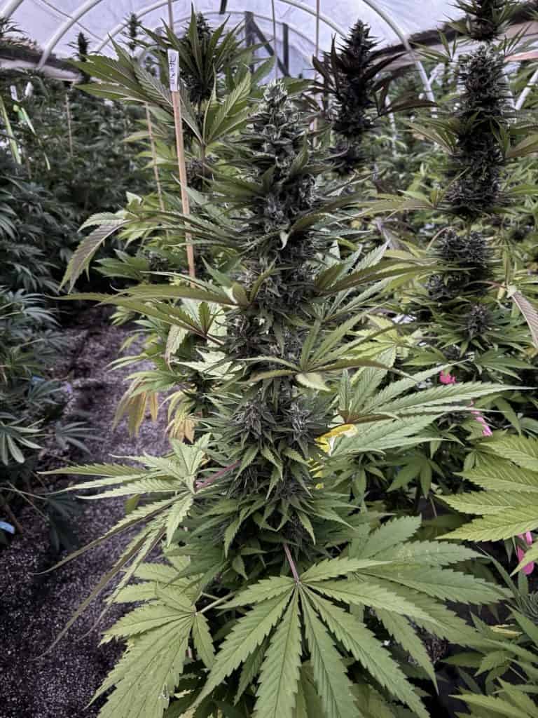 CANNA COUNTRY CC No. 26 x CC No. 30 *FEMINIZED*