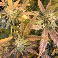 HAPPY DREAMS Grape Gelly Zkittles (FEMINIZED)