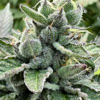 HAPPY DREAMS Grape Zushi (FEMINIZED)