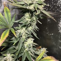 MOUNTAIN TOP Orange Dot