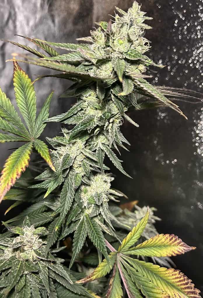 MOUNTAIN TOP Orange Dot