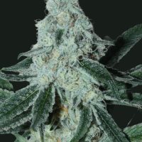 BASK TRIANGLE StrawberryBoof (FEMINIZED)