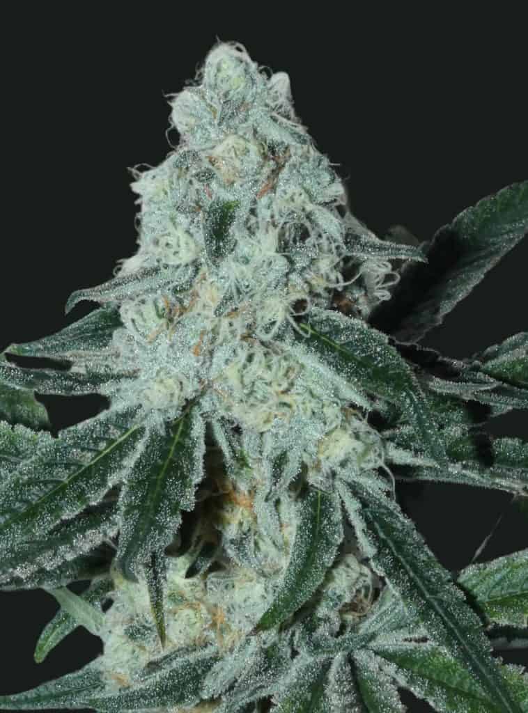 BASK TRIANGLE StrawberryBoof (FEMINIZED)