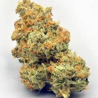HIGHER GROUND  Orange God