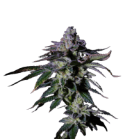 GRATEFUL Gas Mint