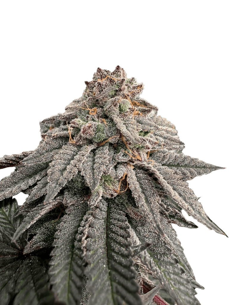 GRATEFUL Hash Belt