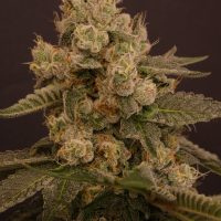 BASK TRIANGLE Buzz Bunny (Feminized)