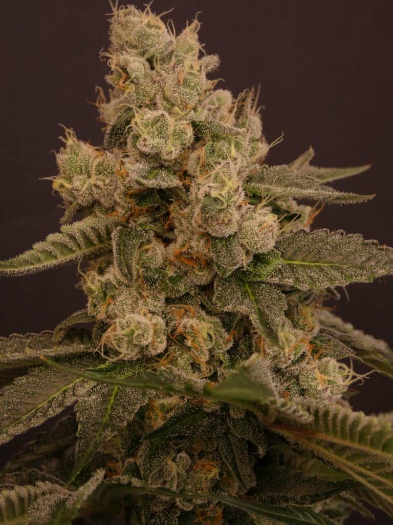 BASK TRIANGLE Buzz Bunny (Feminized)