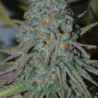 BASK TRIANGLE RainBoof (FEMINIZED)