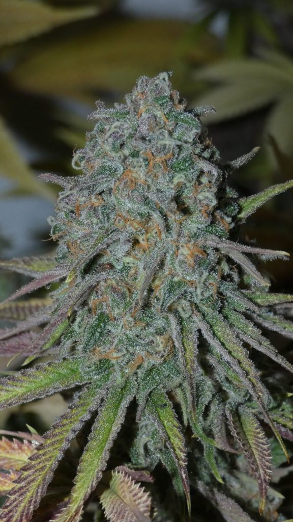 BASK TRIANGLE RainBoof (FEMINIZED)