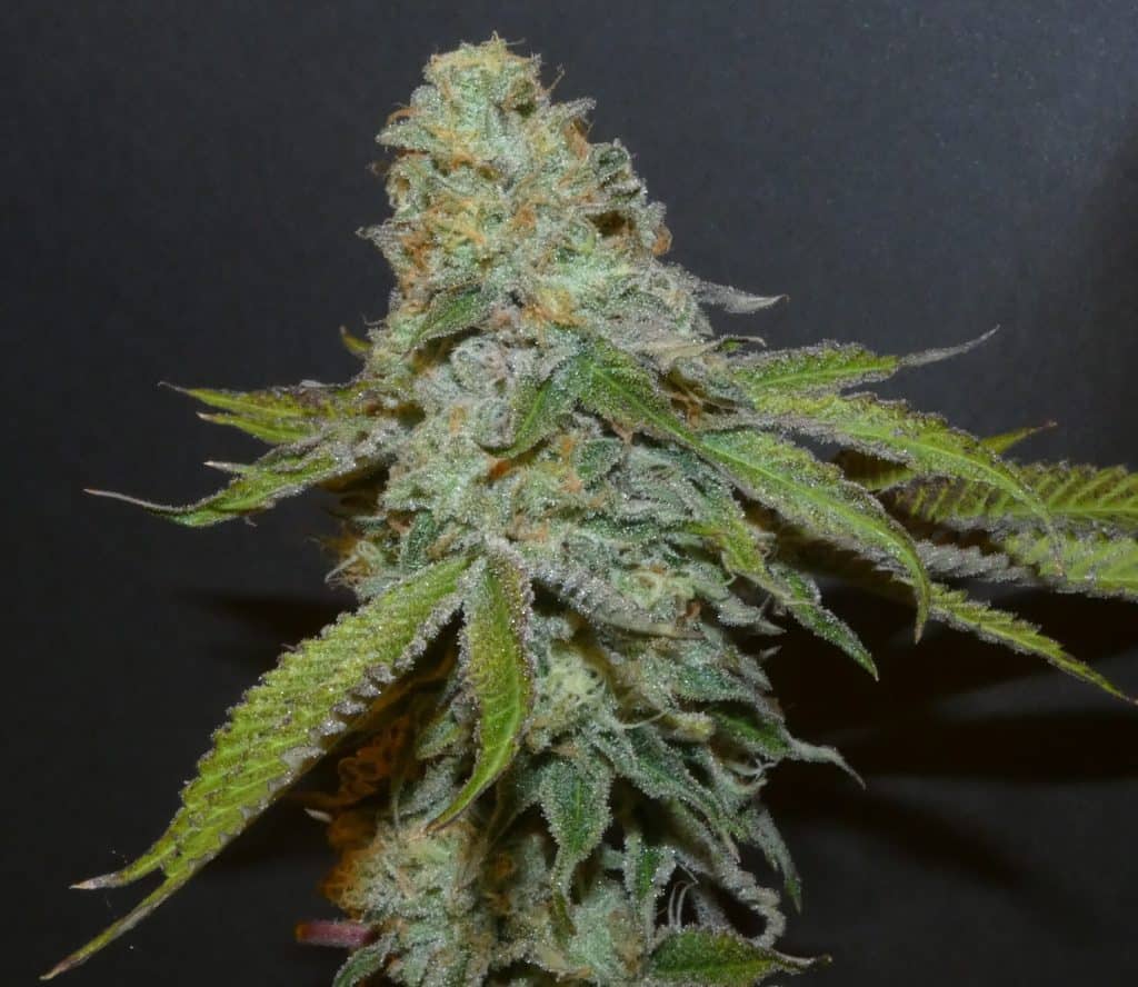 BASK TRIANGLE Boofalicius (Feminized)
