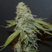 BASK TRIANGLE Boofalicius (Feminized)
