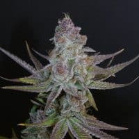 BASK TRIANGLE Forbidden Push Pop (Feminized)
