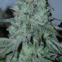 BASK TRIANGLE Fritter Burger (Feminized)