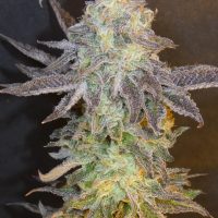 BASK TRIANGLE Fuit Popz (Feminized)