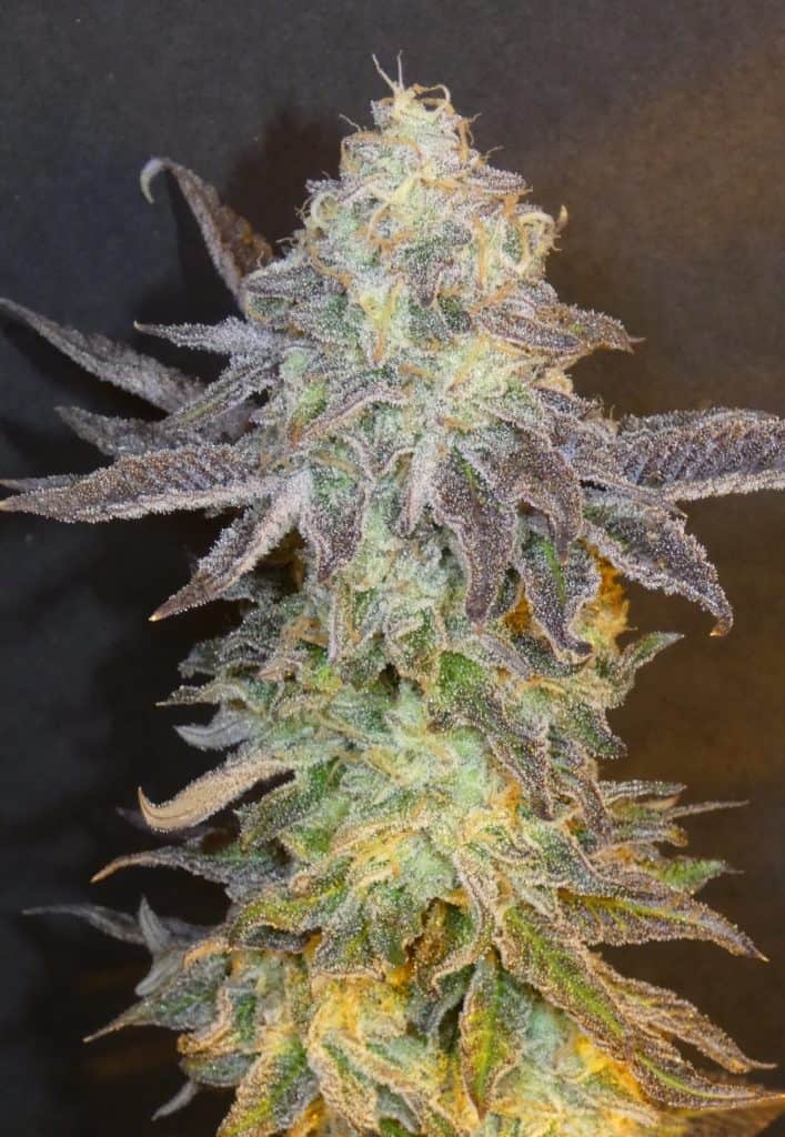 BASK TRIANGLE Fuit Popz (Feminized)