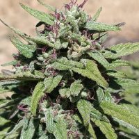 HIGHER GROUND Durban Starburst