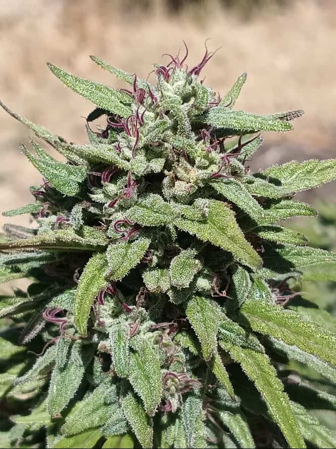 HIGHER GROUND Durban Starburst