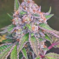 HAPPY DREAMS Grapefruit Gas