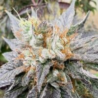 FREEBORN *FEMINIZED* White Hindu