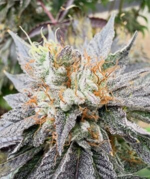 FREEBORN *FEMINIZED* White Hindu