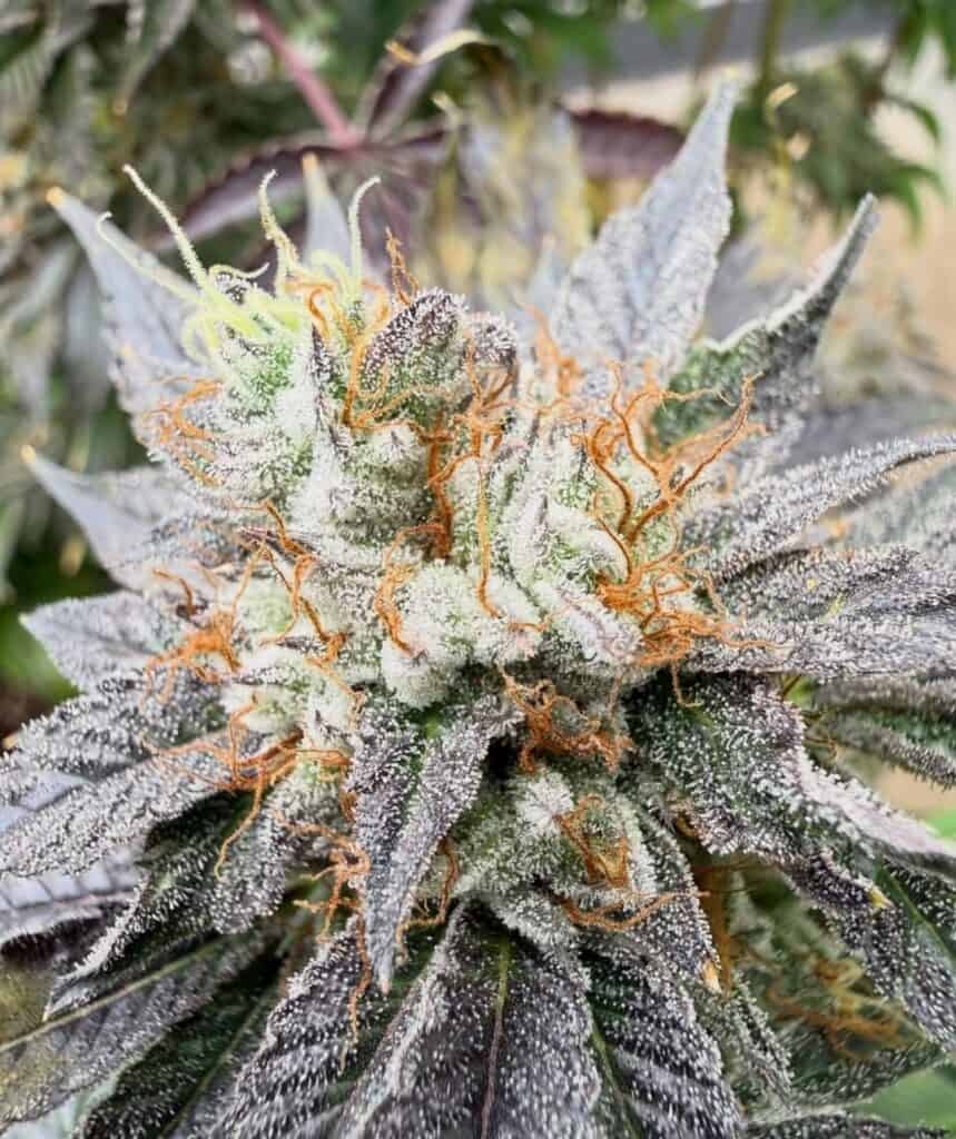 FREEBORN *FEMINIZED* White Hindu