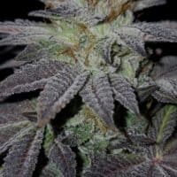 FREEBORN *FEMINIZED* Pink Hindu