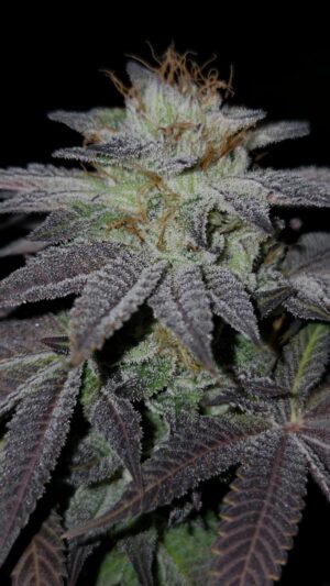 FREEBORN *FEMINIZED* Pink Hindu