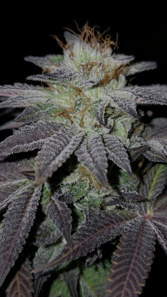 FREEBORN *FEMINIZED* Pink Hindu
