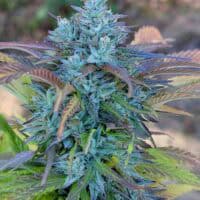 FREEBORN *FEMINIZED* 3 Star Hindu