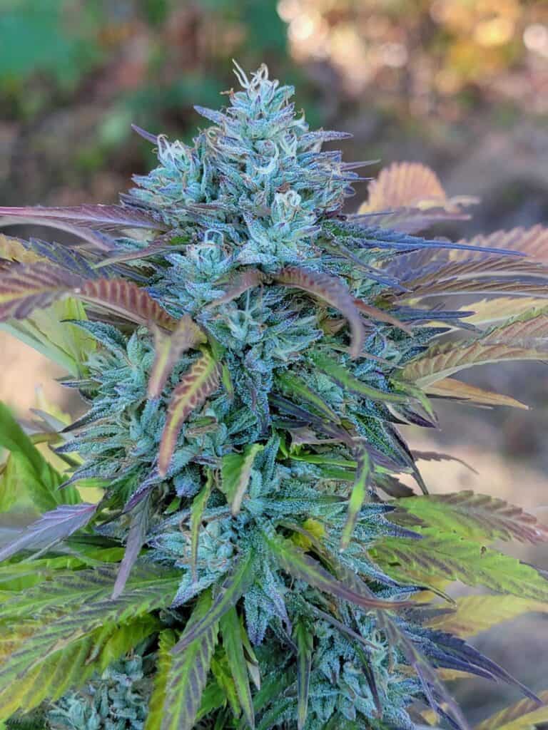 FREEBORN *FEMINIZED* 3 Star Hindu